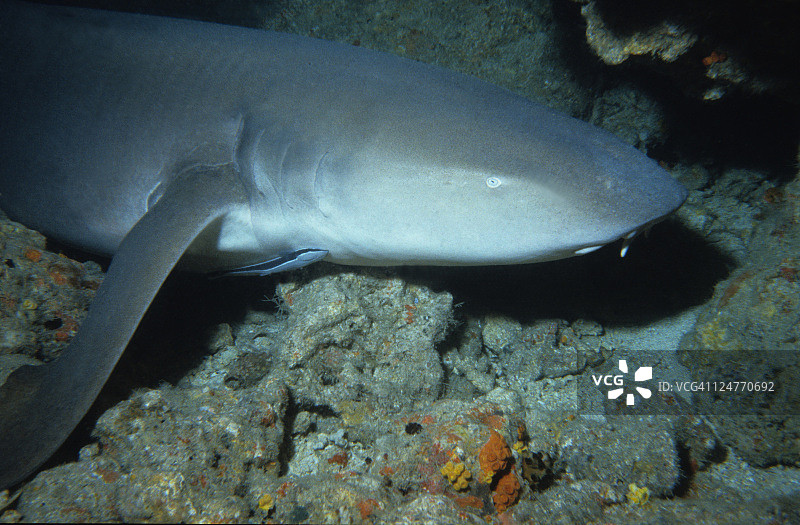 褐鲨和䲟鱼，弗洛勒斯，印度尼西亚图片素材