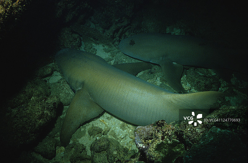 廓纹霞鲨，印度尼西亚弗洛勒斯岛洞穴中的一对图片素材