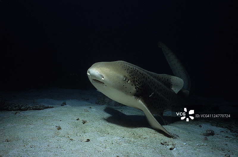 泰国斯米兰群岛游动的斑马鲨图片素材