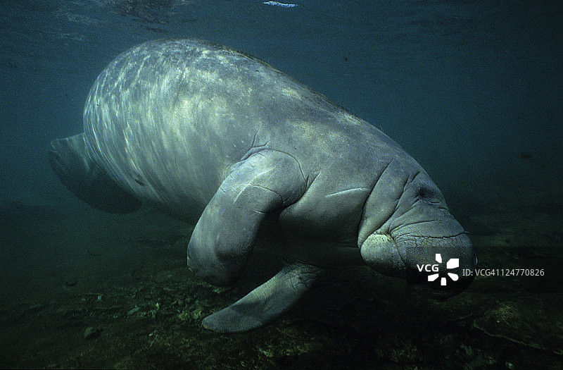 海牛，美洲海牛，睡眠，水晶河，佛罗里达州图片素材