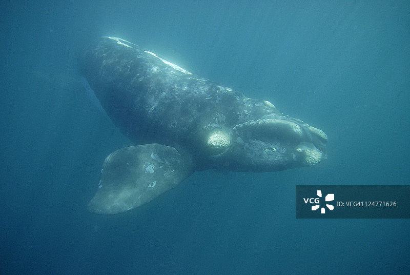 南露脊鲸（Eubalaena australis），阿根廷瓦尔德斯半岛，大西洋图片素材