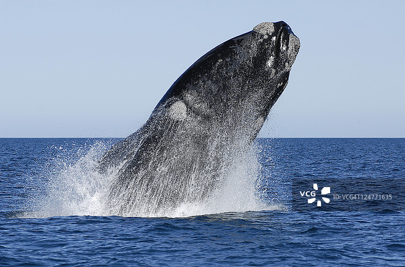 露脊鲸跃出水面，阿根廷瓦尔德斯半岛，大西洋图片素材
