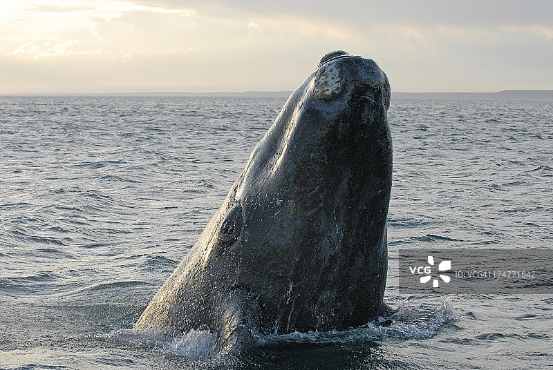 跃出水面的南方露脊鲸，阿根廷瓦尔德斯半岛，大西洋图片素材