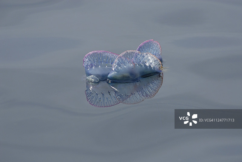 僧帽水母，亚速尔群岛，葡萄牙，大西洋图片素材