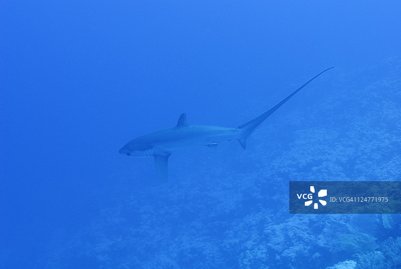 埃及红海的长尾鲨图片素材