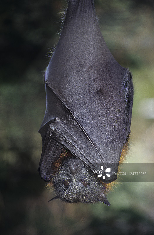 澳洲东部灰头狐蝠图片素材