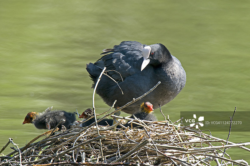 欧亚骨顶鸡与雏鸟（法国法兰西岛）图片素材