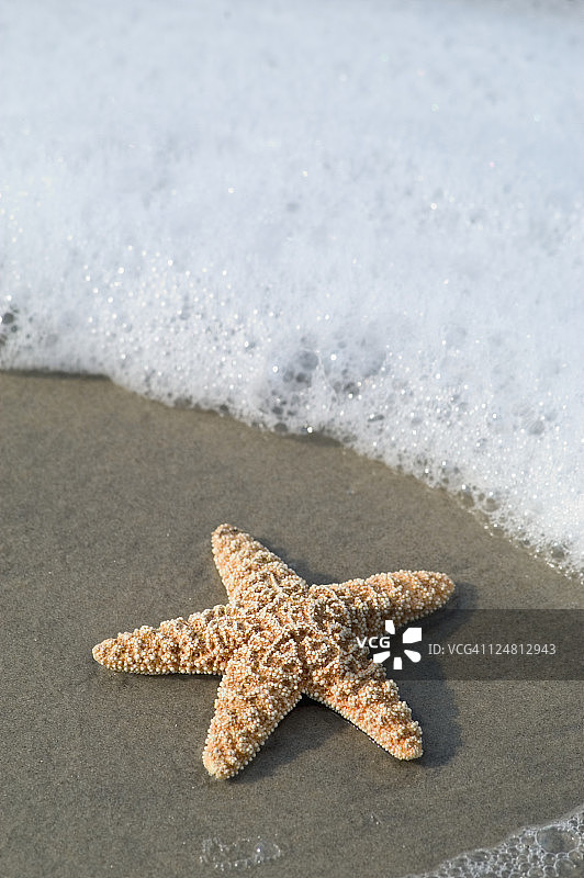 沙滩上带有海浪的海星图片素材