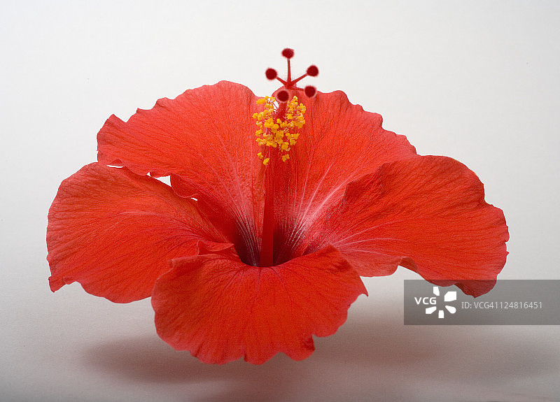 白色背景上的红色芙蓉花影棚照图片素材