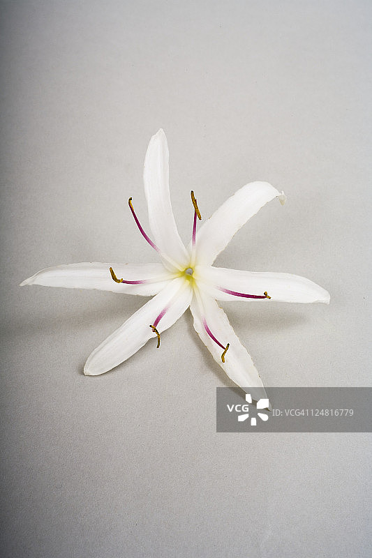 夏威夷白色蜘蛛百合或文殊兰，白色背景上的工作室照片图片素材