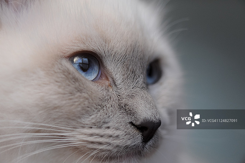 布偶猫面部特写图片素材