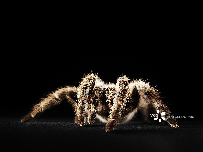 智利红玫瑰蜘蛛图片素材