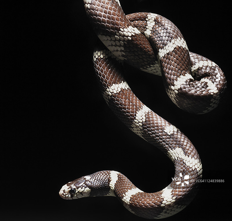 加州王蛇特写图片素材