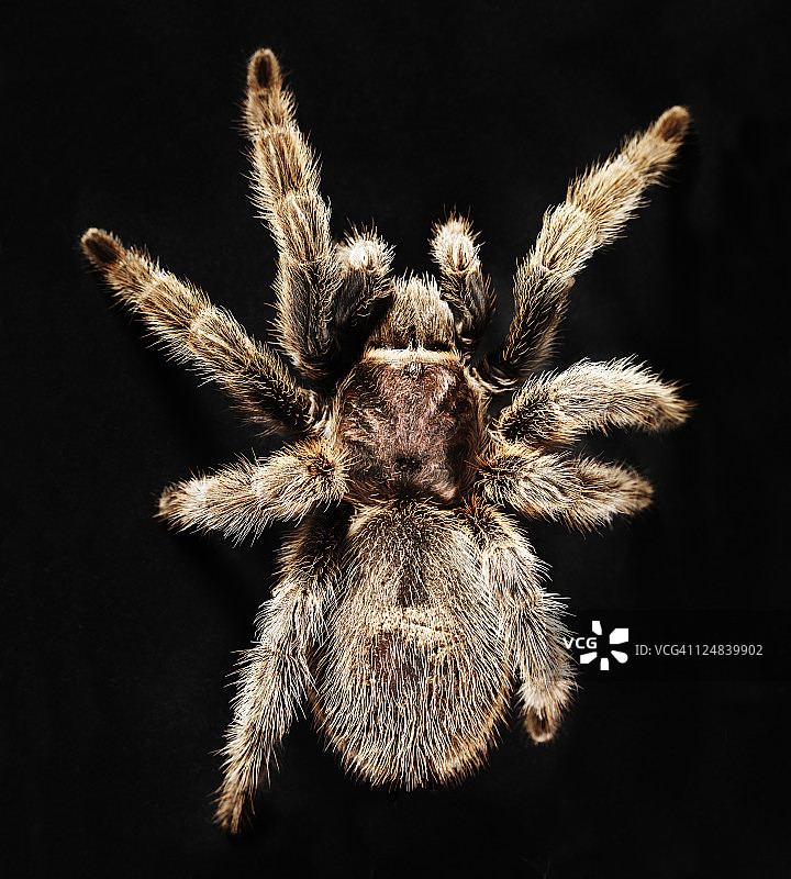 智利红玫瑰蜘蛛图片素材