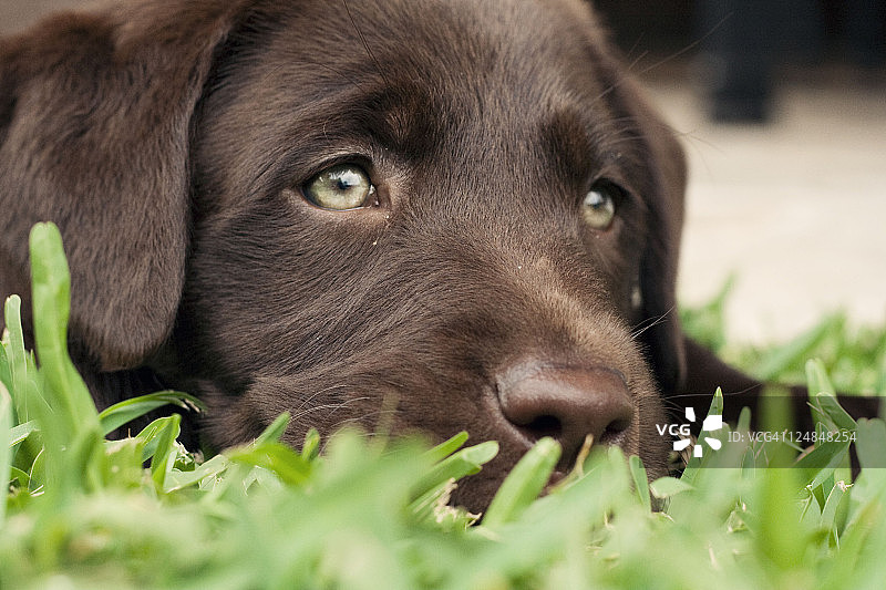 漂亮的拉布拉多幼犬，迷人的绿色眼睛图片素材