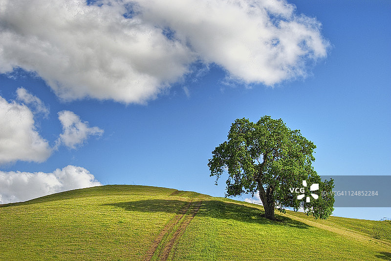 孤零零的橡树图片素材