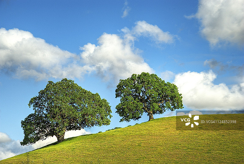 蓝天下倾斜山丘上的橡树图片素材