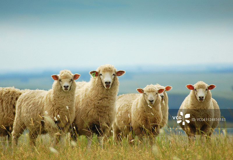 群绵羊图片素材