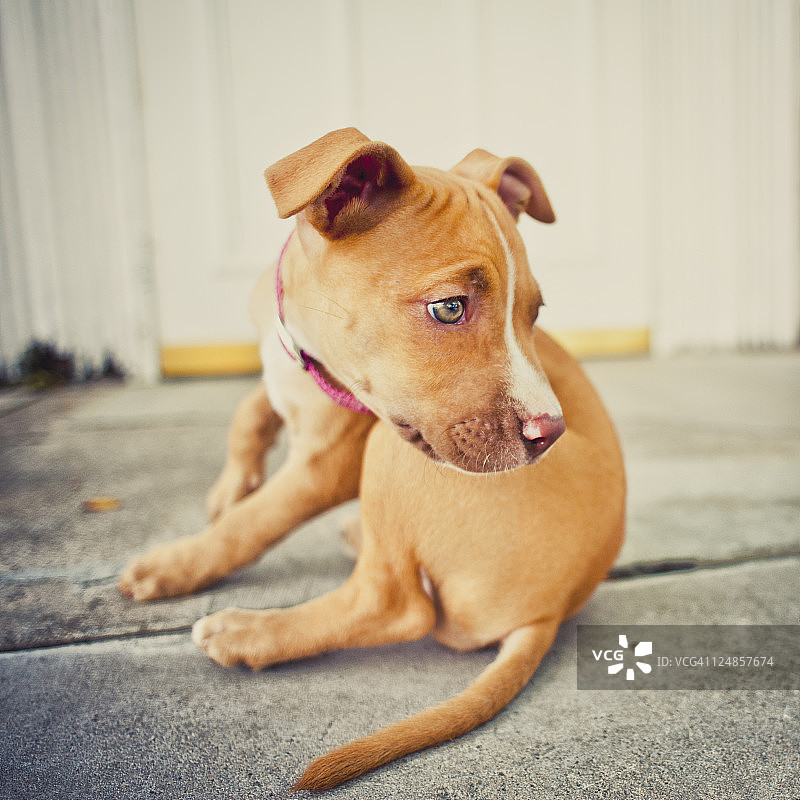 斗牛梗犬图片素材