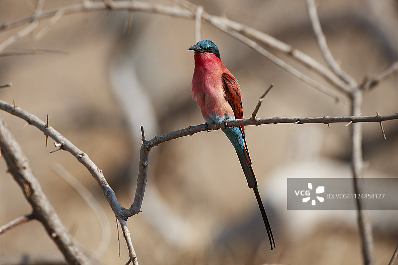 朱红食蜂鸟图片素材