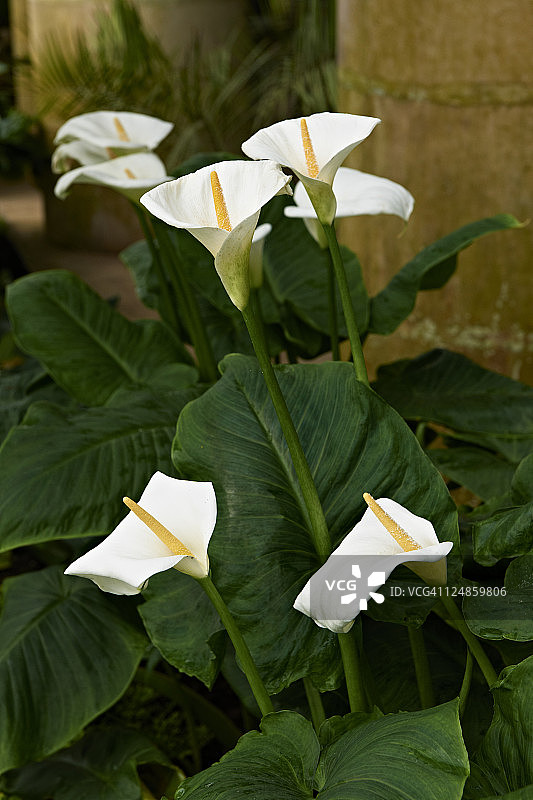 海芋或马蹄莲图片素材