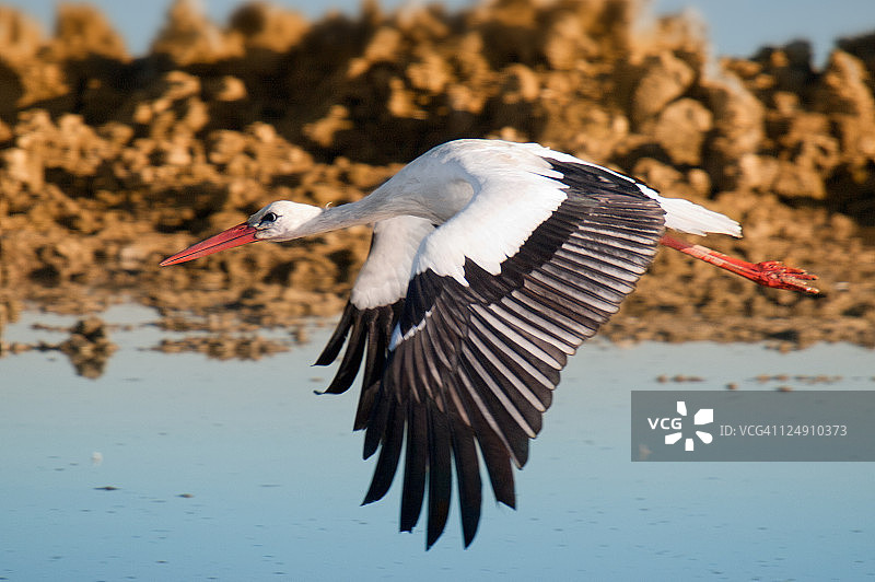 飞越萨尔布鲁亚池塘的鹳图片素材