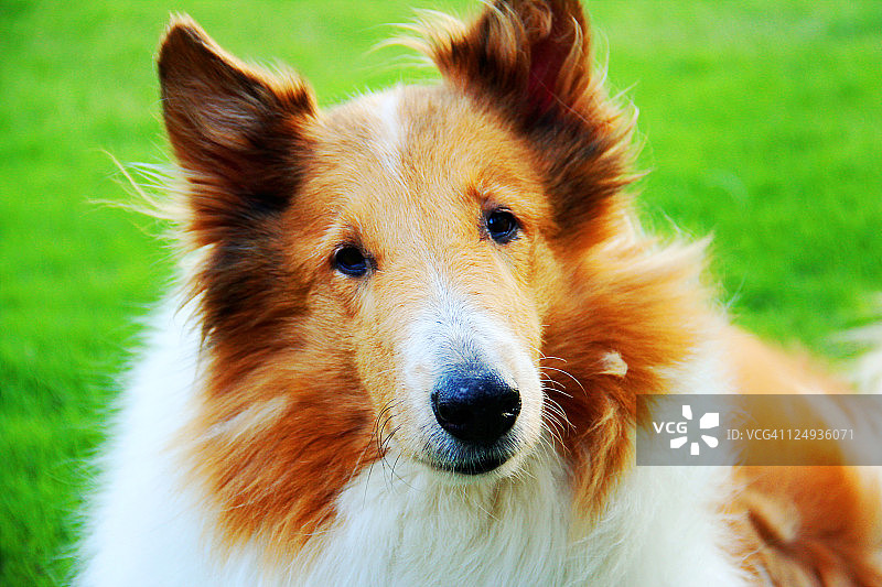 柯利牧羊犬特写图片素材