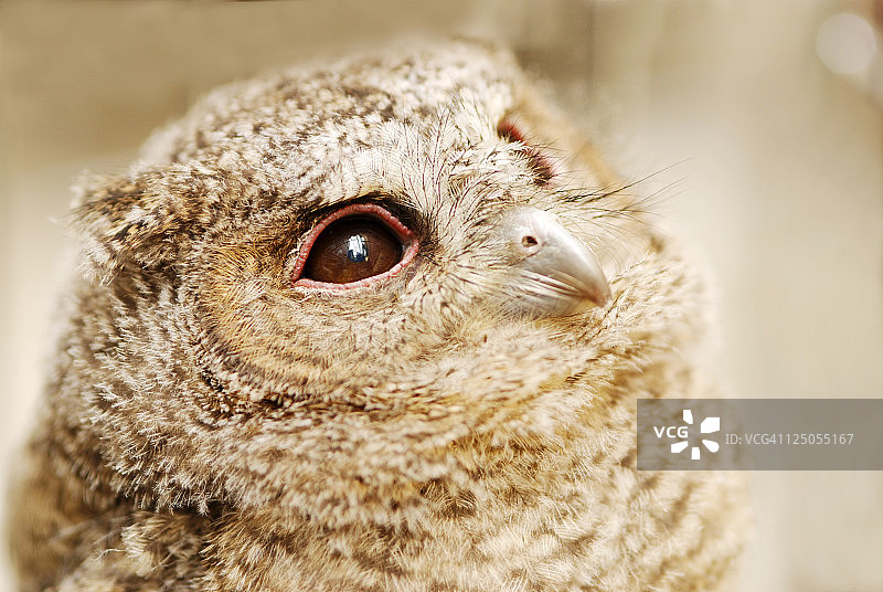 可爱的猫头鹰宝宝图片素材