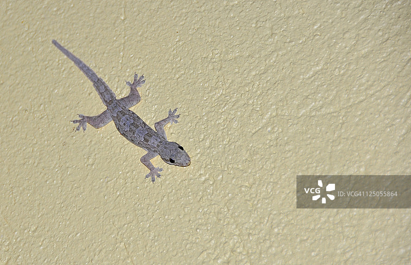 墙上的蜥蜴图片素材