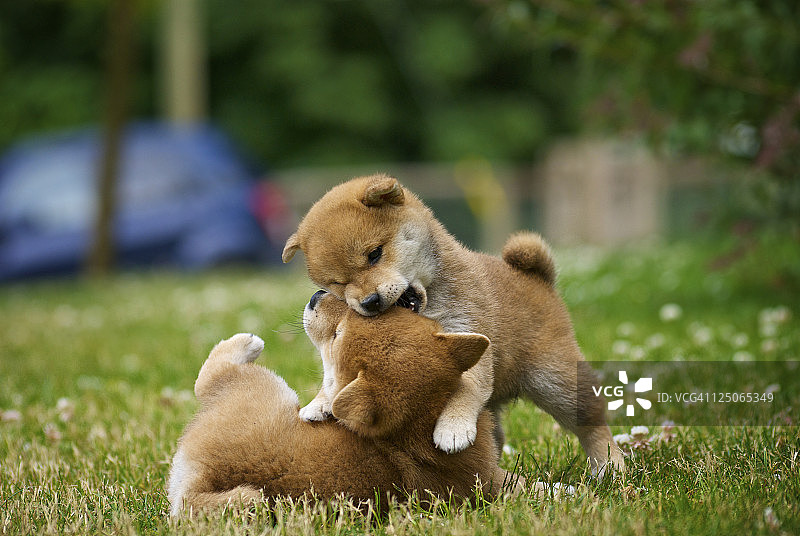 小狗在鹅卵山玩耍图片素材