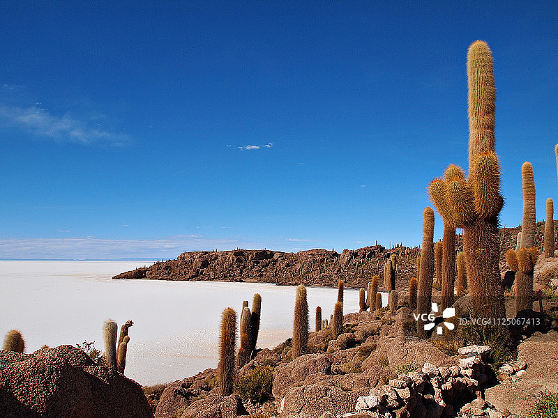 乌尤尼盐沼中的鱼岛仙人掌图片素材