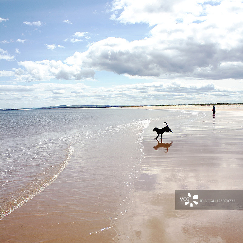 在苏格兰多诺赫海滩上的幼犬图片素材
