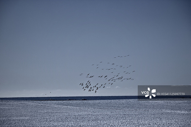 雪地上的鸟群图片素材