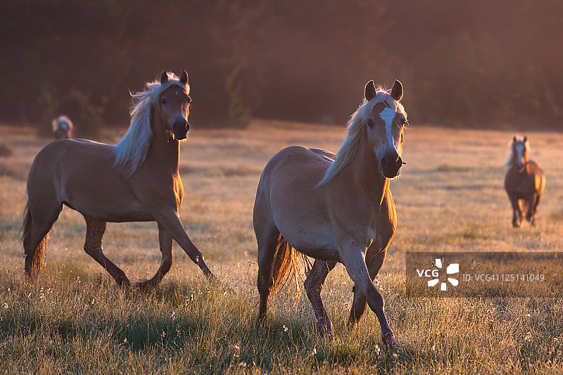 清晨景色前的海弗林格马图片素材