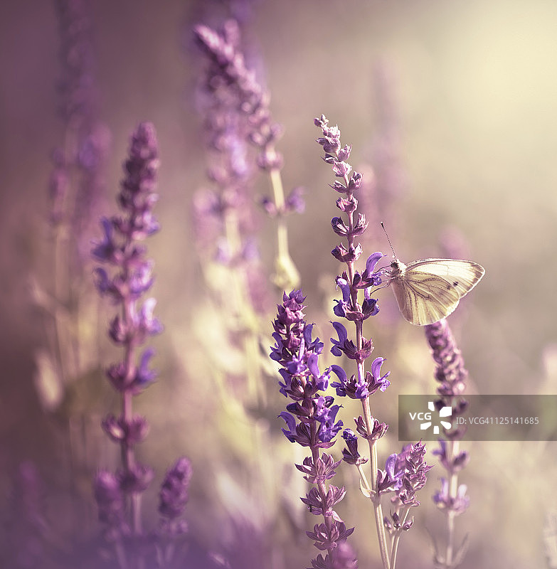野花上的蝴蝶图片素材