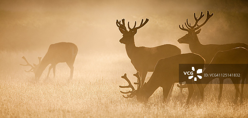 马鹿（Cervus elaphus）图片素材