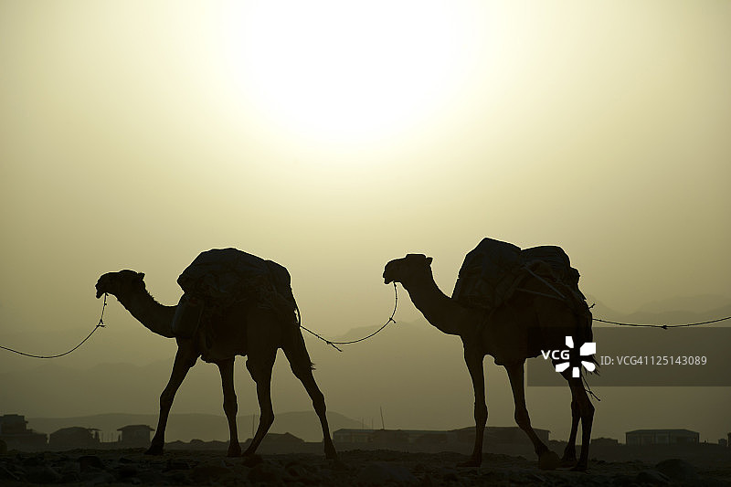 埃塞俄比亚达纳基尔沙漠日落下的双峰骆驼图片素材