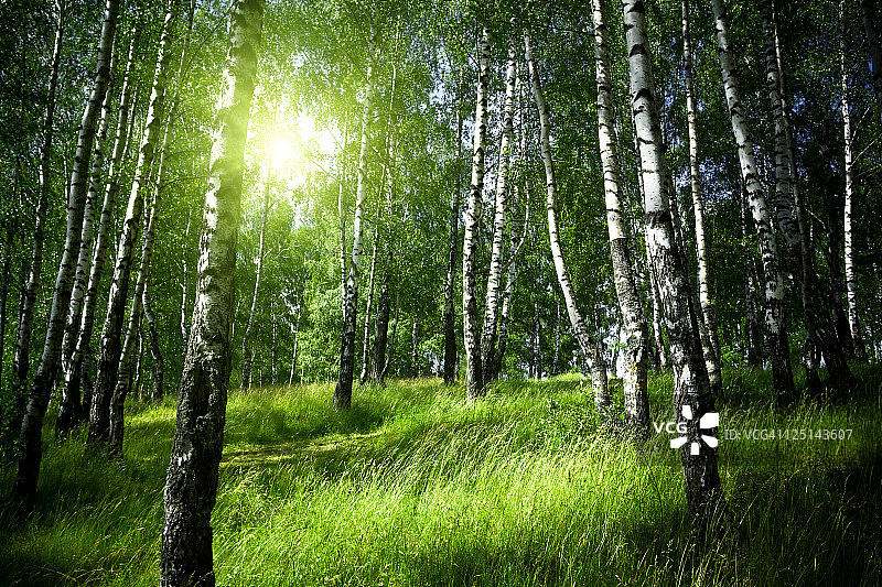 桦树林中的早晨图片素材