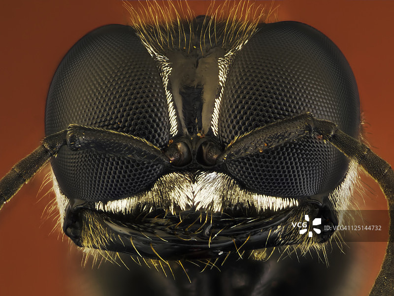 螉属胡蜂图片素材