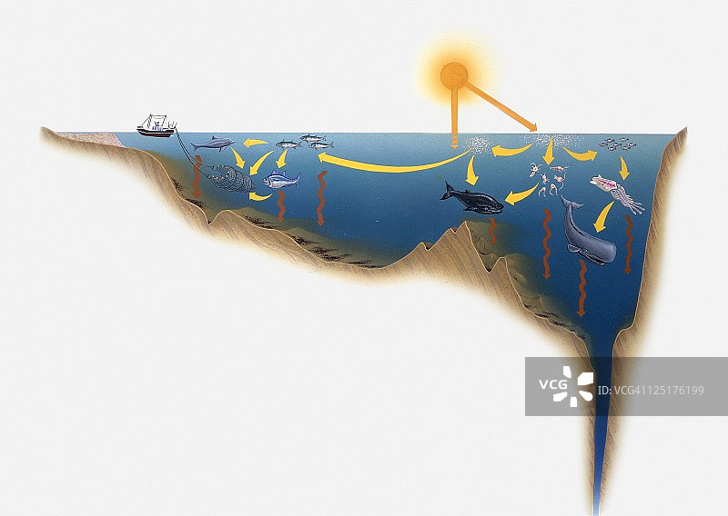 海洋生物与阳光效果插画图片素材