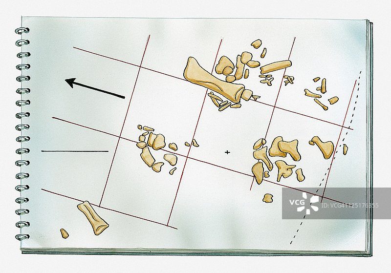 古生物图表：挖掘中发现的恐龙骨骼位置图片素材