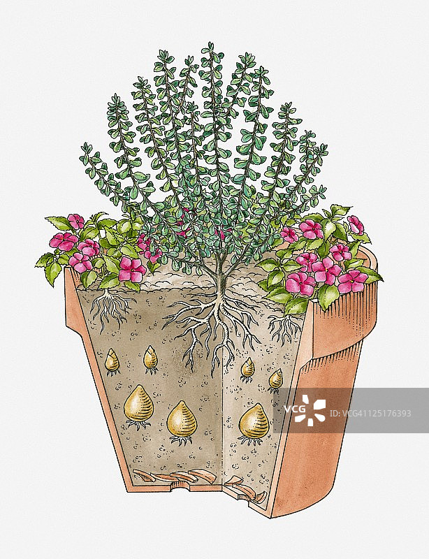 种植在单个容器中的各种植物的横截面图图片素材