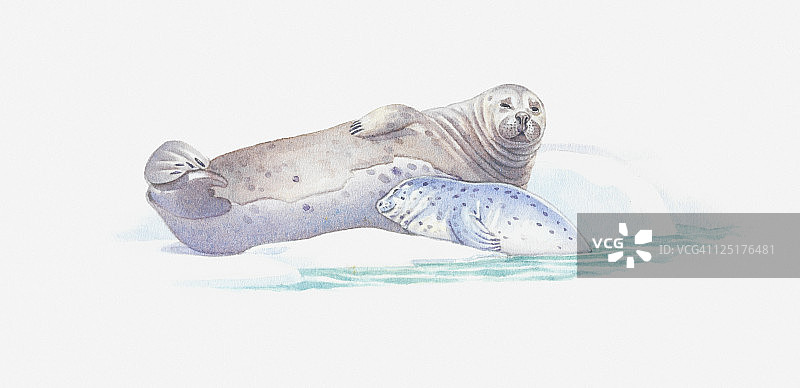 成年海豹与幼崽在浮冰上休息插画图片素材