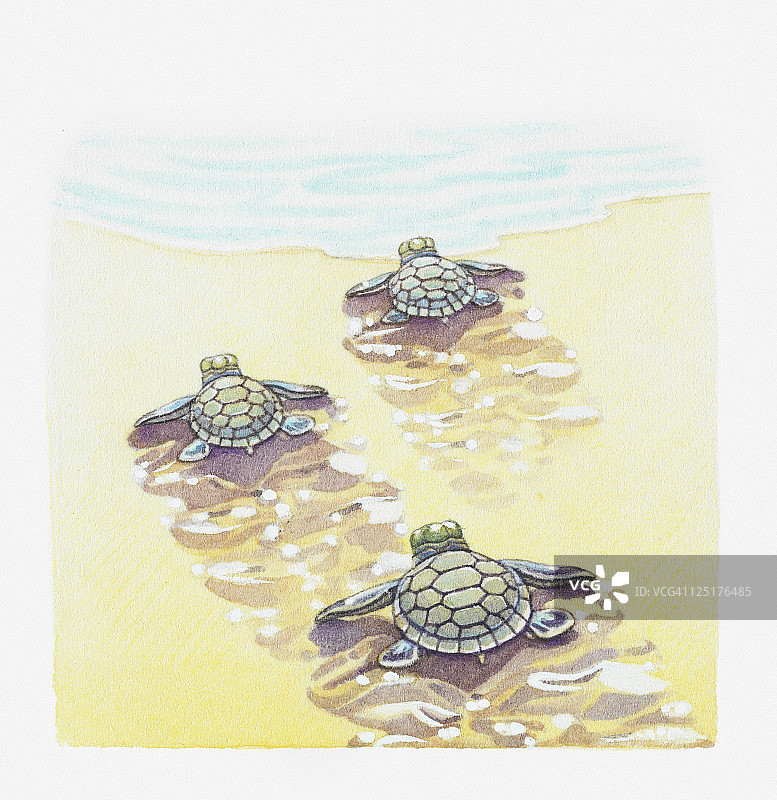 小海龟走向大海的插图图片素材