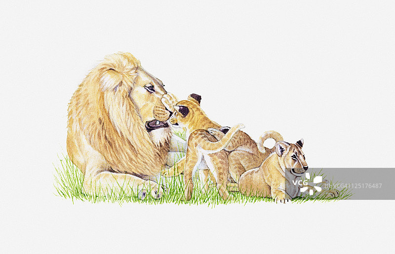 狮子与幼崽插画图片素材