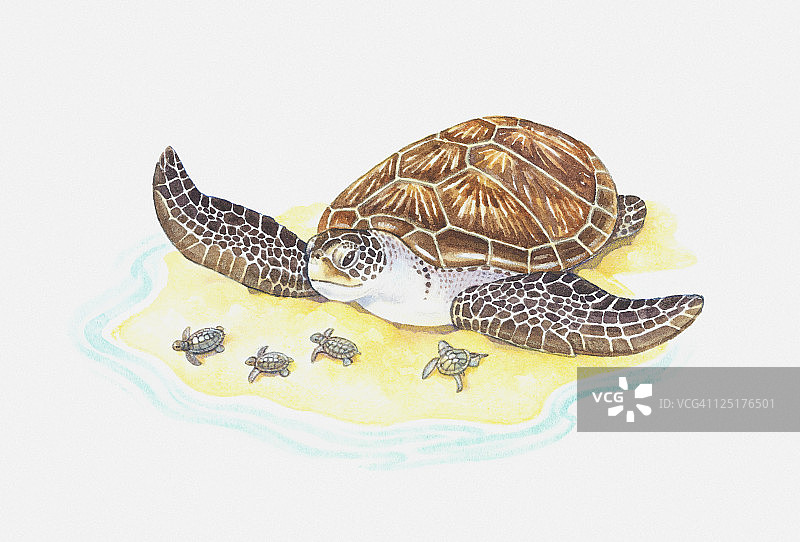 海龟与幼崽插画图片素材