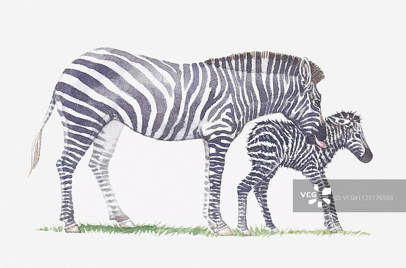 成年斑马和小斑马图示图片素材