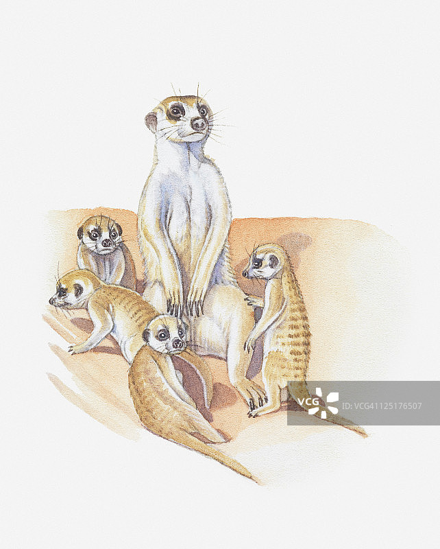 猫鼬和幼崽插画图片素材