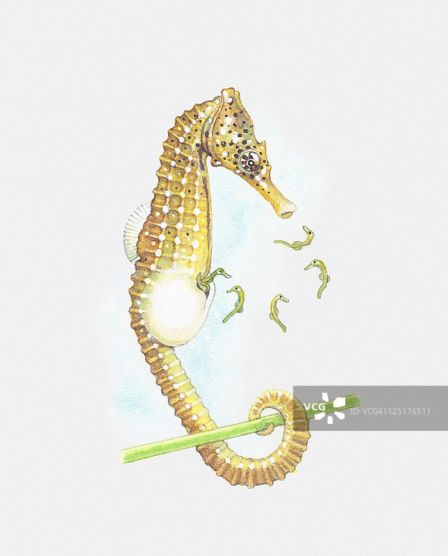 海马分娩插画图片素材