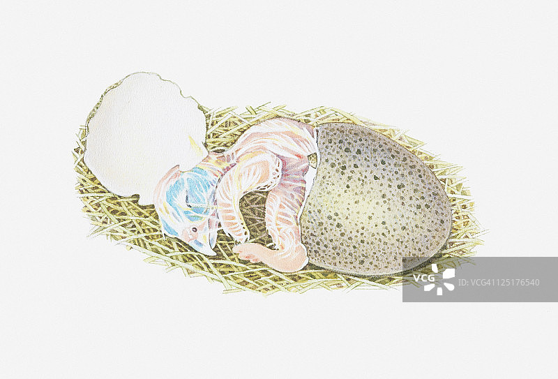 猎鹰幼鸟孵化插画图片素材